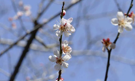 妙興寺霊園 樹林墓