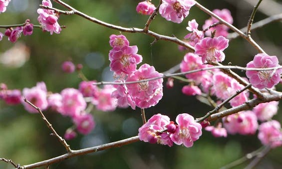 妙興寺霊園 樹林墓