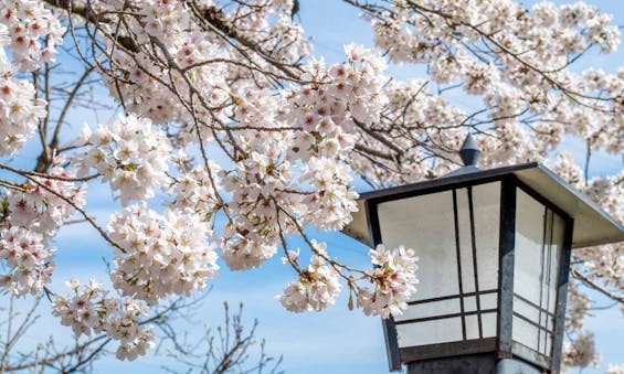 金澤寺墓苑 永代供養墓・樹木葬