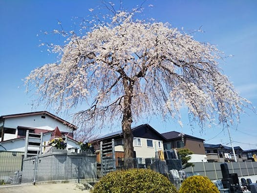 宮城野の杜 共有墓