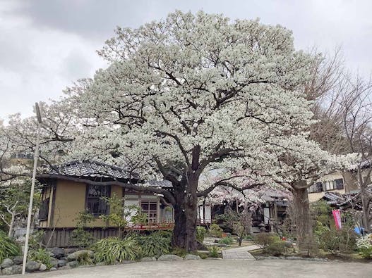 泉福寺墓苑 共有墓