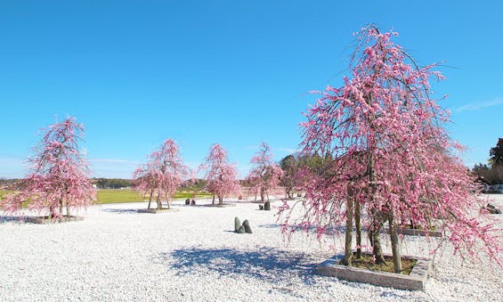 杜の郷霊園 樹木葬