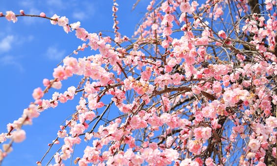 杜の郷霊園 樹木葬