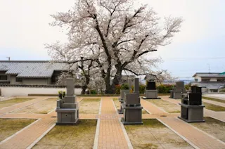 吉祥寺境内墓地 桜墓苑