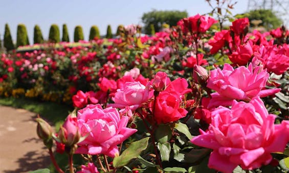 サニープレイス松戸 永代供養墓・樹木葬・納骨堂