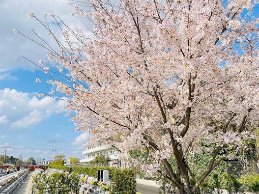 サニープレイス松戸 樹木葬 永代供養墓