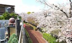 サニープレイス福寿園 樹木葬 霊園裏手の春の桜並木