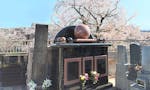 サニープレイス福寿園 樹木葬 合葬墓『おとなし』