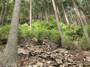 森のお墓「いのちの森」の画像