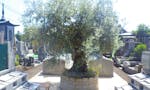 杉並堀ノ内樹木葬 オリーブ光の庭園 樹齢300年のオリーブに心癒されます