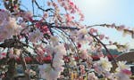 サニープレイス所沢 永代供養墓・樹木葬 春に咲く満開の枝垂れ桃