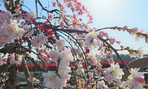 サニープレイス所沢 永代供養墓・樹木葬