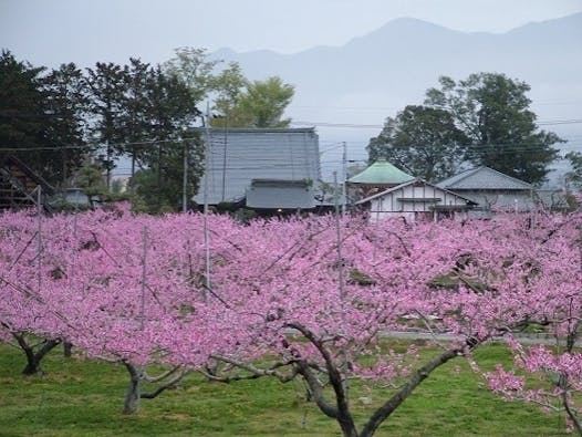 瑞蓮寺 樹木葬・永代供養墓