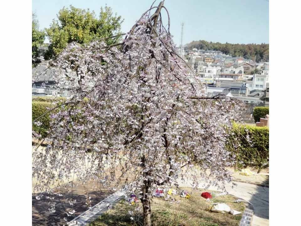 静林の丘 鶴ヶ峰霊園の画像