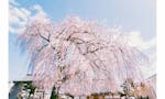 谷中樹陵 久遠・長明寺樹木葬 本堂正面には大きな枝垂れ桜がお出迎え