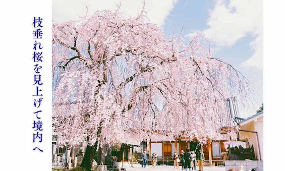 谷中樹陵 久遠・長明寺樹木葬