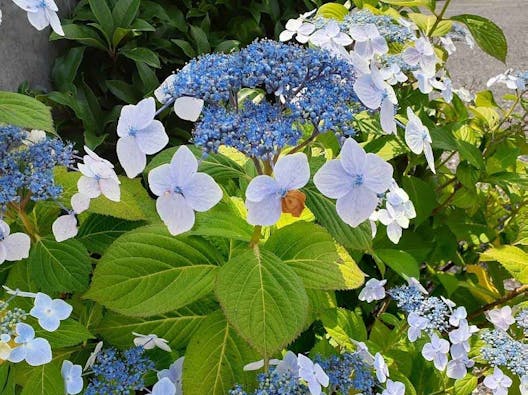 メモリーガーデン彩の杜霊園 永代供養墓・自然葬墓