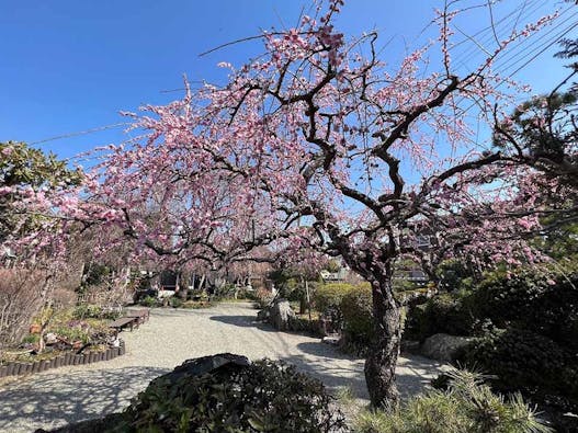 東学寺 のうこつぼ