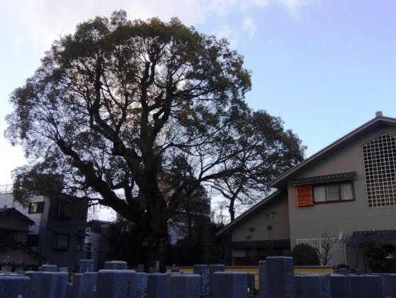 法巖寺境内墓地の画像