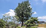 円光院・やすらぎの杜 永代供養墓・樹木葬 霊木として植えたと伝えられる銀杏の巨木