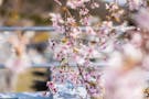 耕雲院｜東桂霊園【樹木葬・納骨堂】 樹木葬の「富士桜」