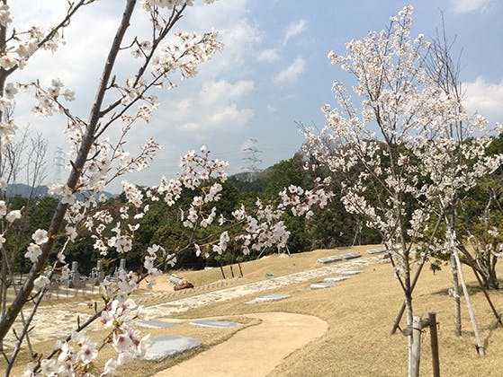 樹木葬墓地「桜葬」