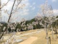 樹木葬墓地「桜葬」 春には桜が咲き華やぎをもたらします。