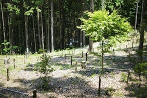常陸国出雲大社 樹木葬霊園の画像