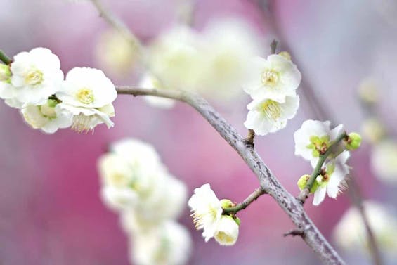 青山梅窓院 永代供養墓・樹木葬