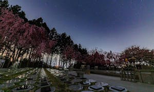 きたかみ桜葬の画像