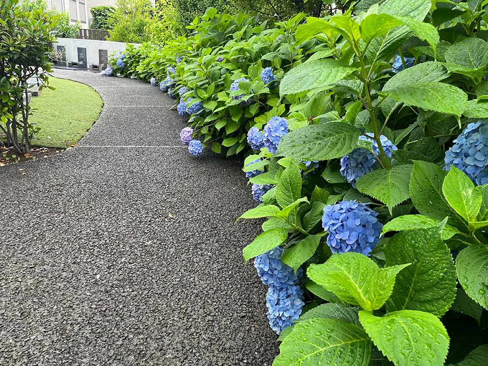 本覚寺の森 観音霊園 梅雨の季節には、紫陽花が心を和ませてくれます。