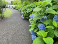本覚寺の森 観音霊園 梅雨の季節には、紫陽花が心を和ませてくれます。