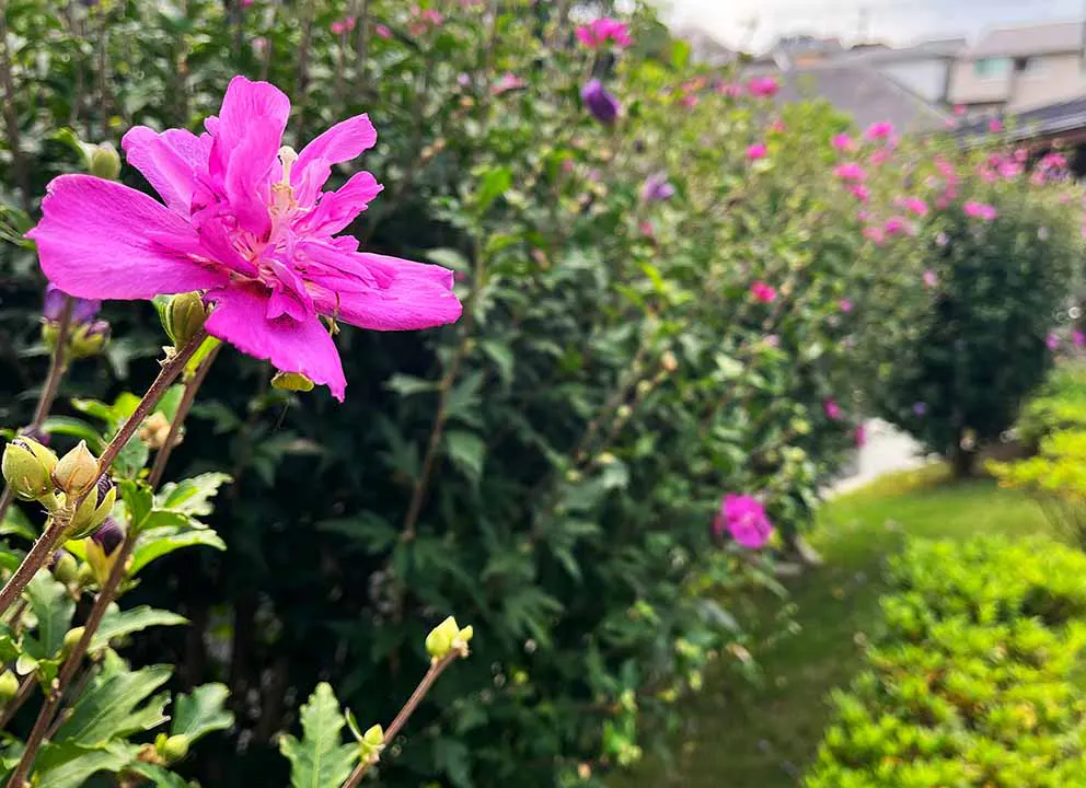 本覚寺の森 観音霊園 盛夏にも、木槿が涼やかに咲きます。