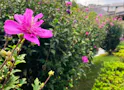 本覚寺の森 観音霊園 盛夏にも、木槿が涼やかに咲きます。