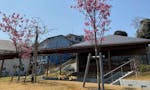 本覚寺の森 観音霊園 令和2年 園内の横浜緋桜