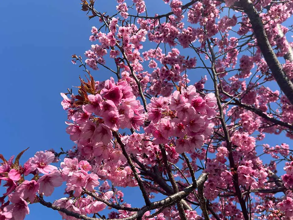 本覚寺の森 観音霊園 桜の墓は、横浜緋桜が見守ります。