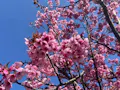 本覚寺の森 観音霊園 桜の墓は、横浜緋桜が見守ります。