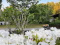 本覚寺の森 観音霊園 初夏には、ツツジを眺めながらお参りいただけます。