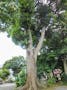相模原田名塩田 悠久の里共有墓 樹齢400年の楠木