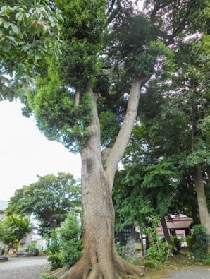 相模原田名塩田 悠久の里共有墓