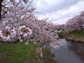 金照寺メモリアル霊園 ひだまりの郷 春には桜が見れます