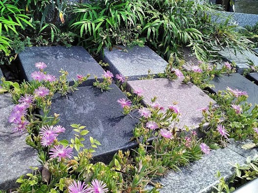 願正寺樹木葬 「浄樹苑」