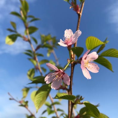 東広島 樹木霊園