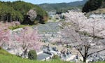 壷阪山霊園 春は桜・ツツジが満開になる、静かで自然豊かな環境です。