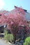 花の寺 宝積寺「宝桜の庭」樹木葬 樹齢数百年の古木海棠