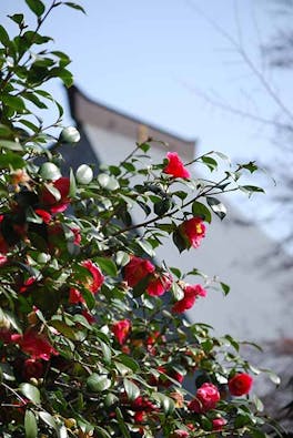 花の寺 宝積寺「宝桜の庭」樹木葬