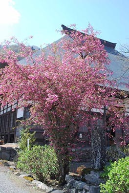 花の寺 宝積寺「宝桜の庭」樹木葬