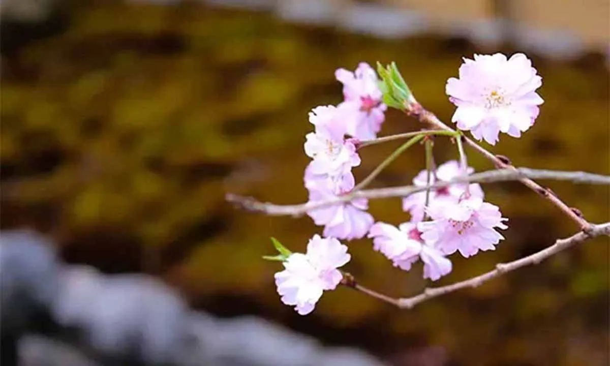 大源寺 樹木葬・納骨堂