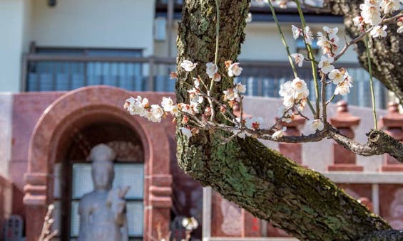 大信寺・樹木葬 永代供養墓