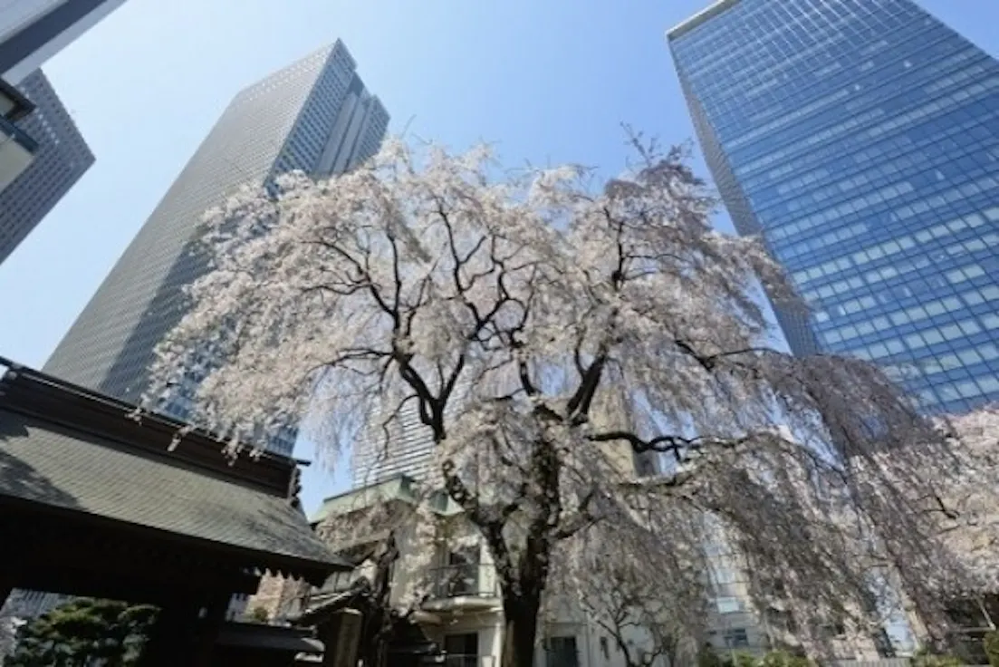 新宿 常圓寺(西新宿駅)の永代供養墓